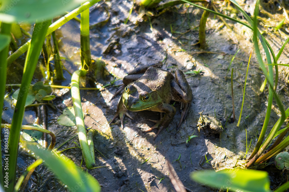 View of a northern green frog (Lithobates clamitans), at the Plaisance national park, Quebec View of a northern green frog (Lithobates clamitans), at the Plaisance national park, Quebec