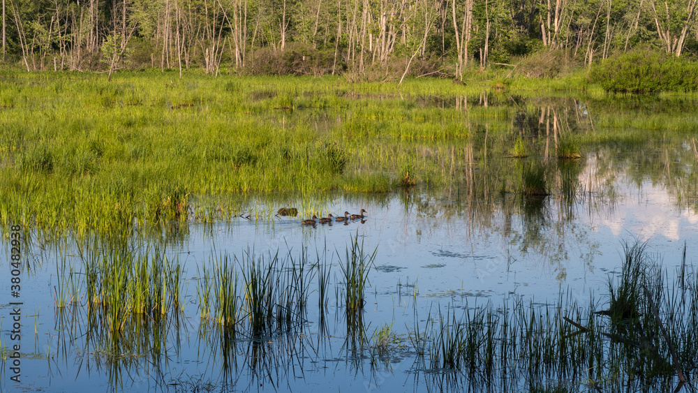 Ducks swimming in a marsh, at the Plaisance national park, Quebec