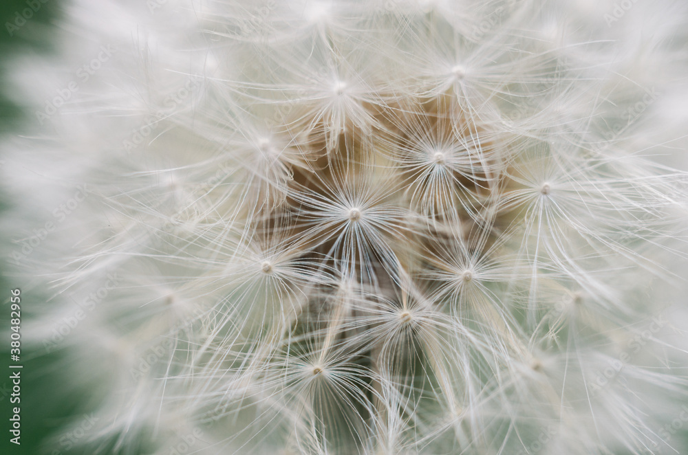 Dandelion close up Dandelion close up