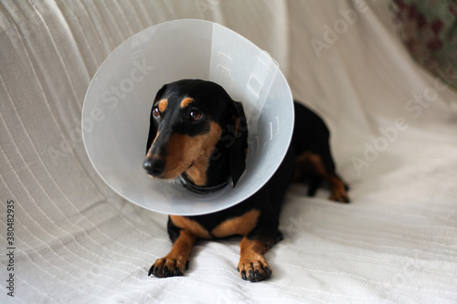 Cute dachshund wearing a dog cone lying on the couch photo