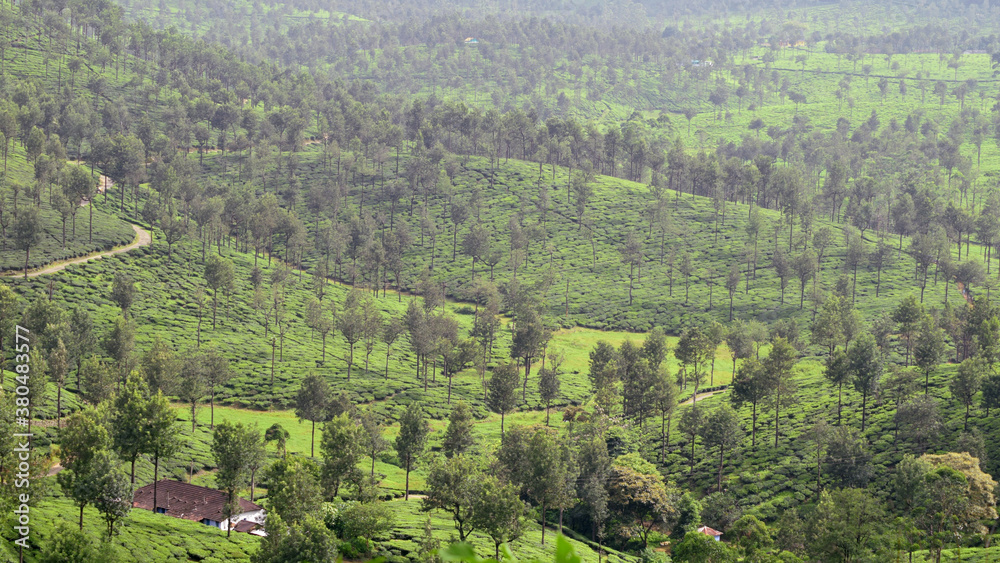 Tea plantation in Valparai Tamilnadu India