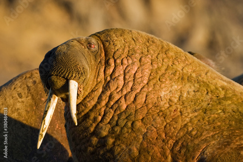 Walrus, Svalbard, Norway photo