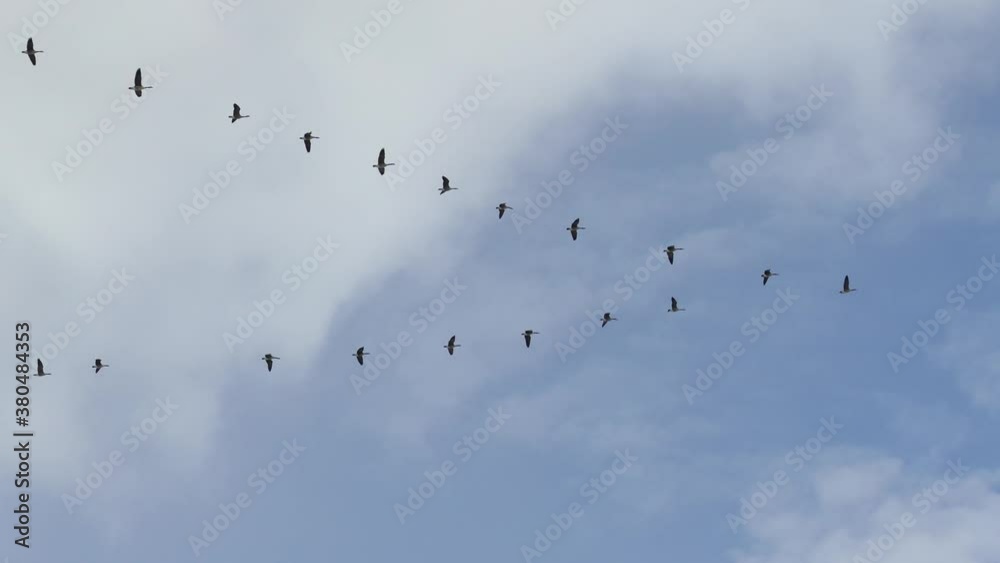 Perfect V shape formation displayed by strong geese in flight on nice sky Perfect V shape formation displayed by strong geese in flight on nice sky