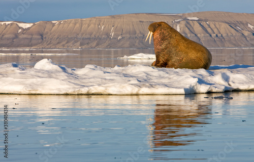 Walrus on Iceberg, Svalbard, Norway photo