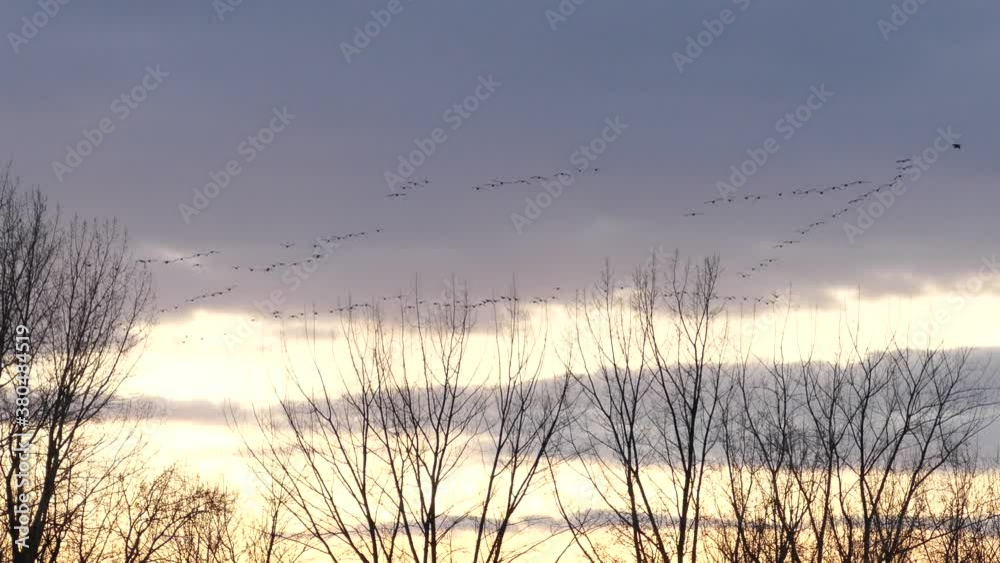 Fluid movement created by flocks of birds in flight at dawn with pretty skies Fluid movement created by flocks of birds in flight at dawn with pretty skies