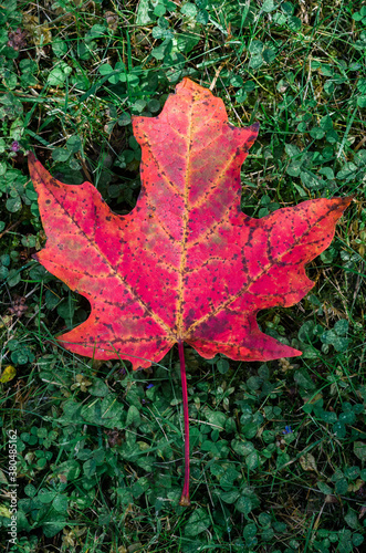 vivid red maple leaf on the grass photo