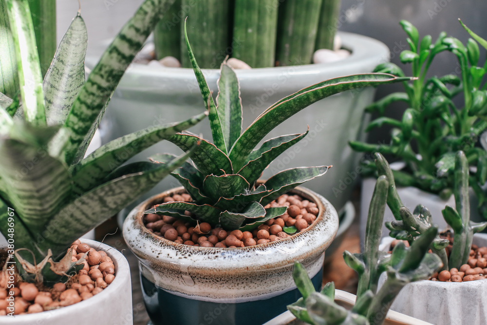 Green houseplants cactus succulent aloe vera, gasteria duval, parodia  warasii in sponge clays use for the moisture retention of the plant in the  flower pot. Decoration in house Stock-Foto | Adobe Stock