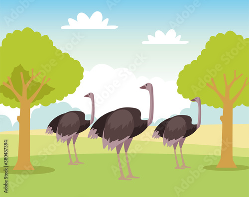 group of wild ostriches animals in the field