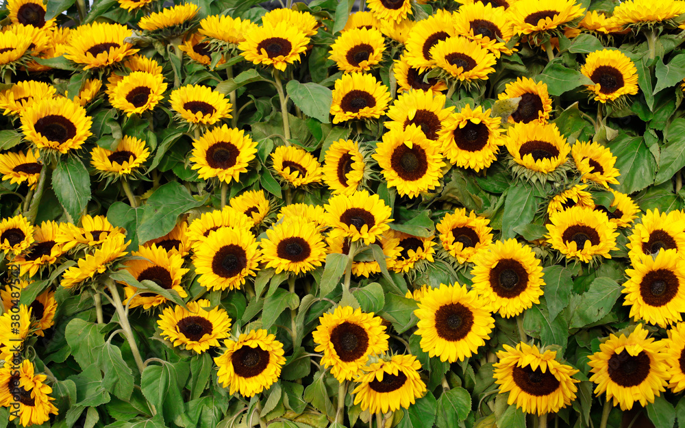 sunflowers sunflowers