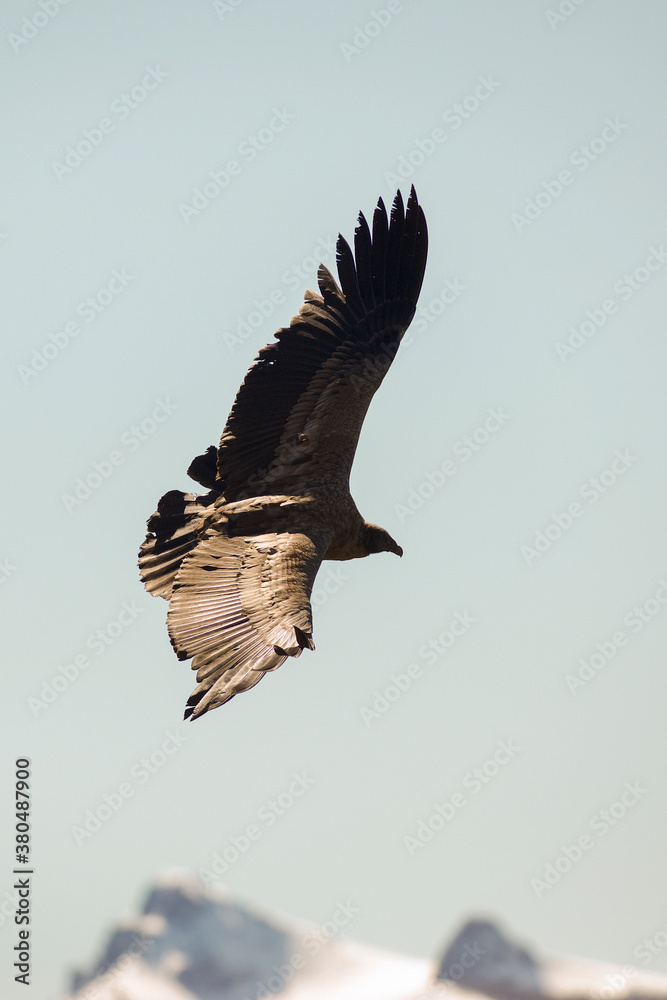 Fototapeta premium Andean Condor flying over the Andes Mountain Range. 
