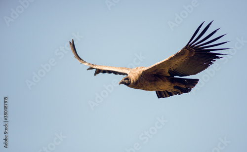 Andean Condor flying over the Andes Mountain Range. 