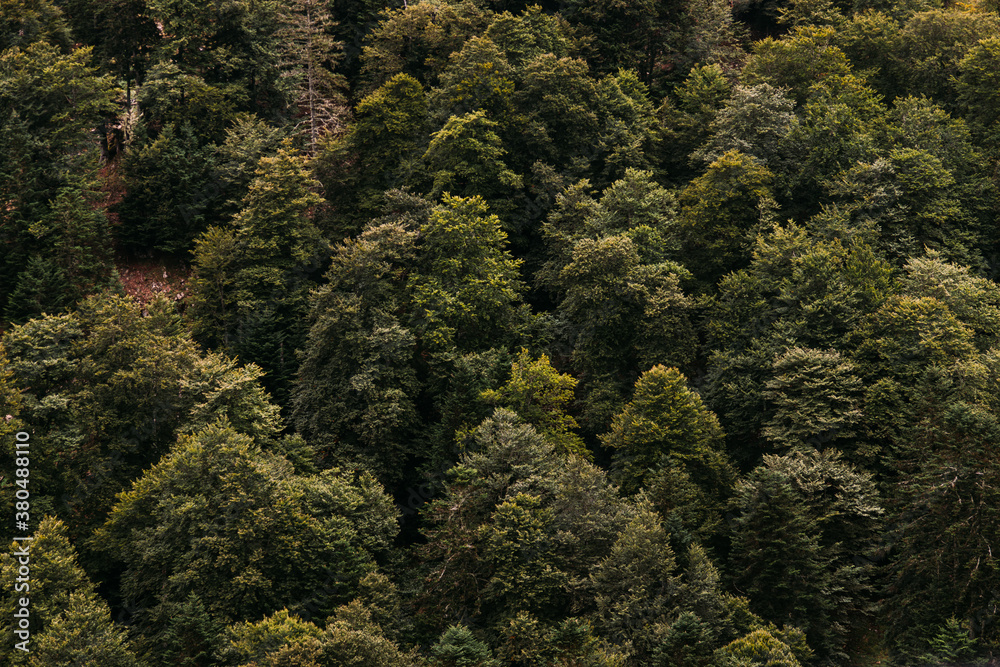 texture of forest texture of forest