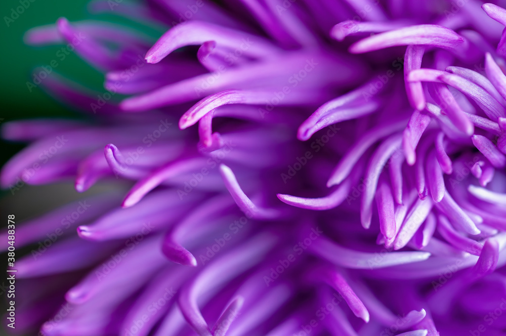 China Aster Closeup China Aster Closeup