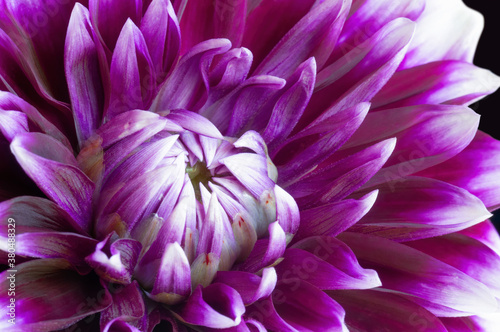 Dahlia Closeup