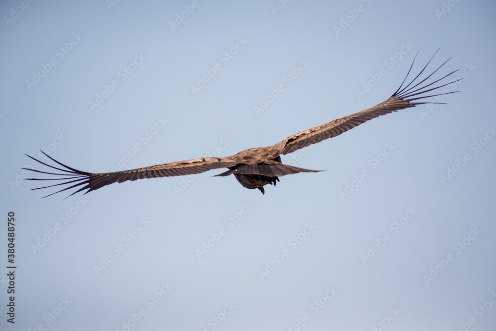 Andean Condor flying over the Andes Mountain Range. Andean Condor flying over the Andes Mountain Range.