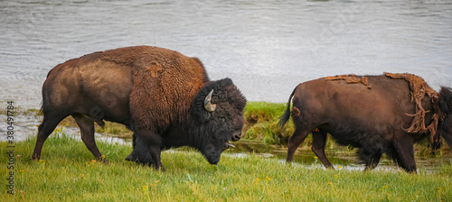 Bison Bull