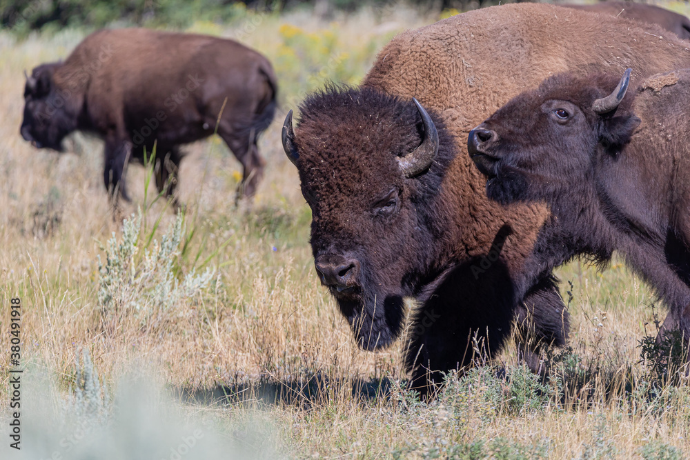 Bison Bull Bison Bull