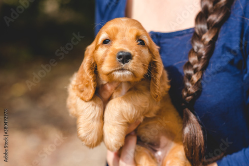 Young woman with a Cocker Spaniel puppy photo