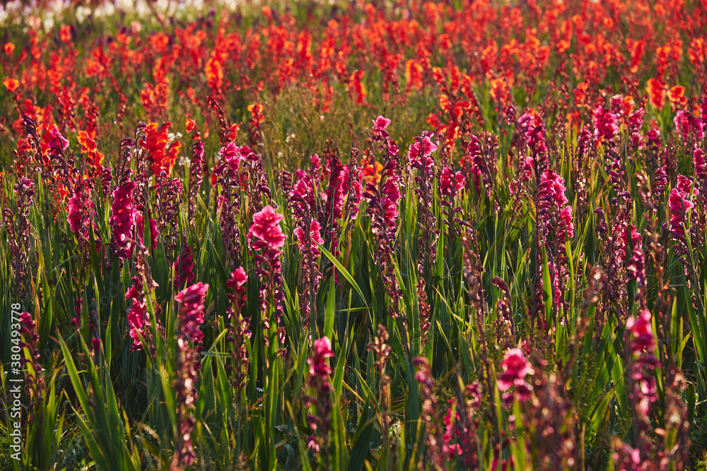 Field of mixed Gladioli flowers growing in evening light. Norfolk, UK. Field of mixed Gladioli flowers growing in evening light. Norfolk, UK.