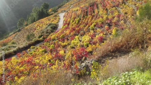 Vineyards in fields of Cristosende. Ribeira Sacra. Galicia. Spain photo