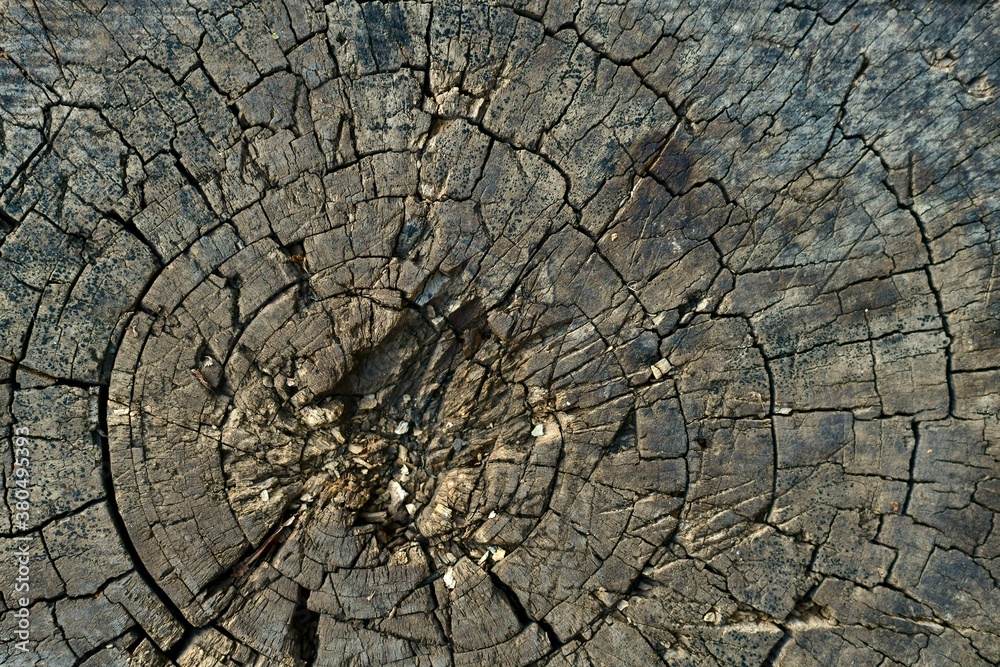 The background image of the year long rings of the cross sawed tree, the old rotten stump. The background image of the year long rings of the cross sawed tree, the old rotten stump.