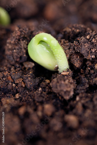 Close-up of bud breaking out of soil in spring