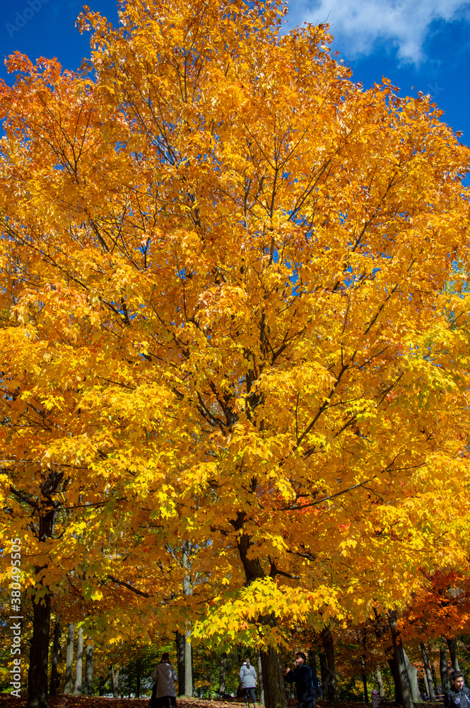 arbre - automne