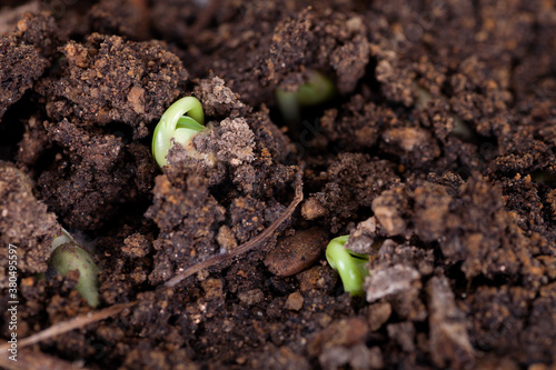 Close-up of young buds emerging from soil in spring