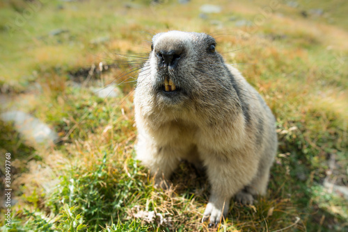 Cheeky marmot photo