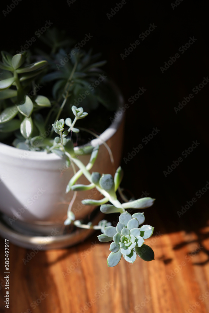 Potted Succuents On A Sunny Wood Table Potted Succuents On A Sunny Wood Table