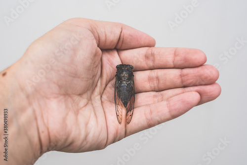 A Dead Cicada Rests In The Palms Of A Person's Hands photo