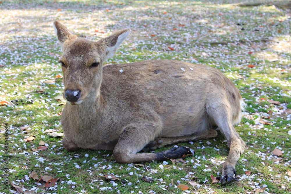 Fototapeta premium 奈良公園のシカ