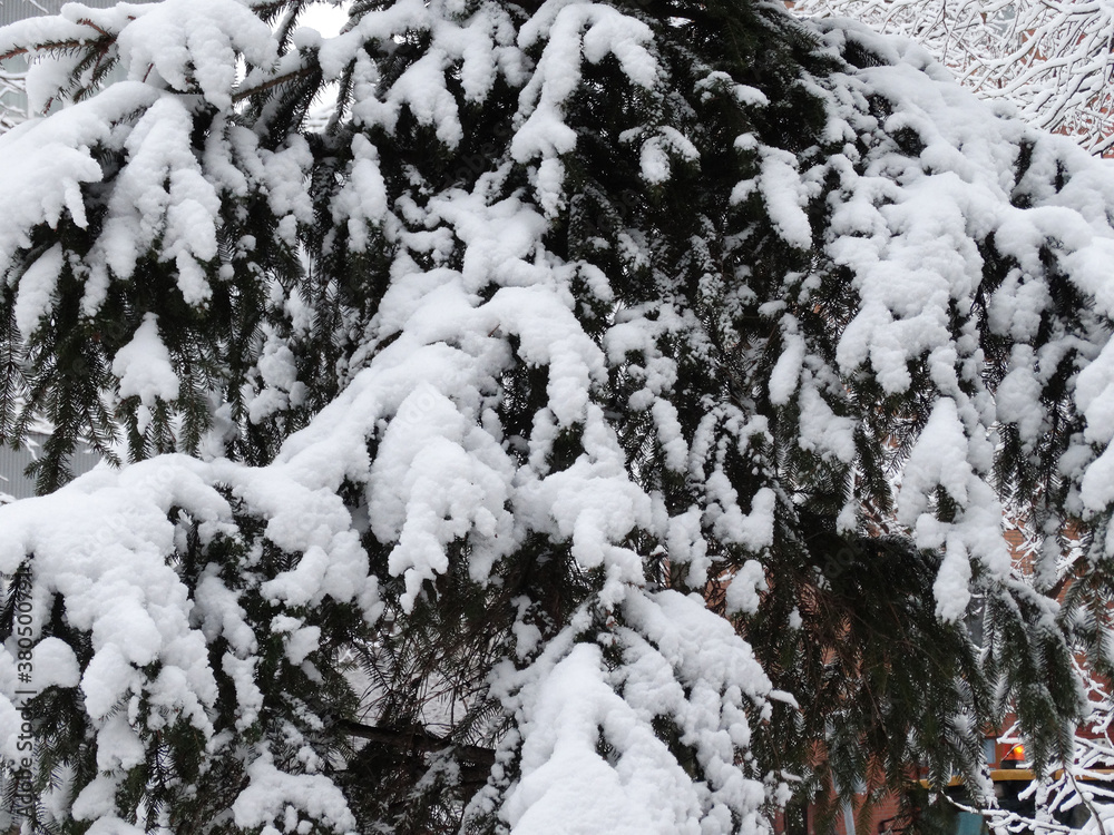 snow-covered christmas tree in the cityscape, selective focus snow-covered christmas tree in the cityscape, selective focus