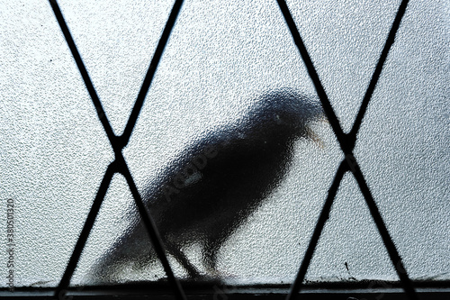 A bird perched on a grilled window sill, silhouette against tempered glass. Myna bird visits home. Concept for a messenger, spy, harbinger of dark omen, superstition or sign foretelling something.