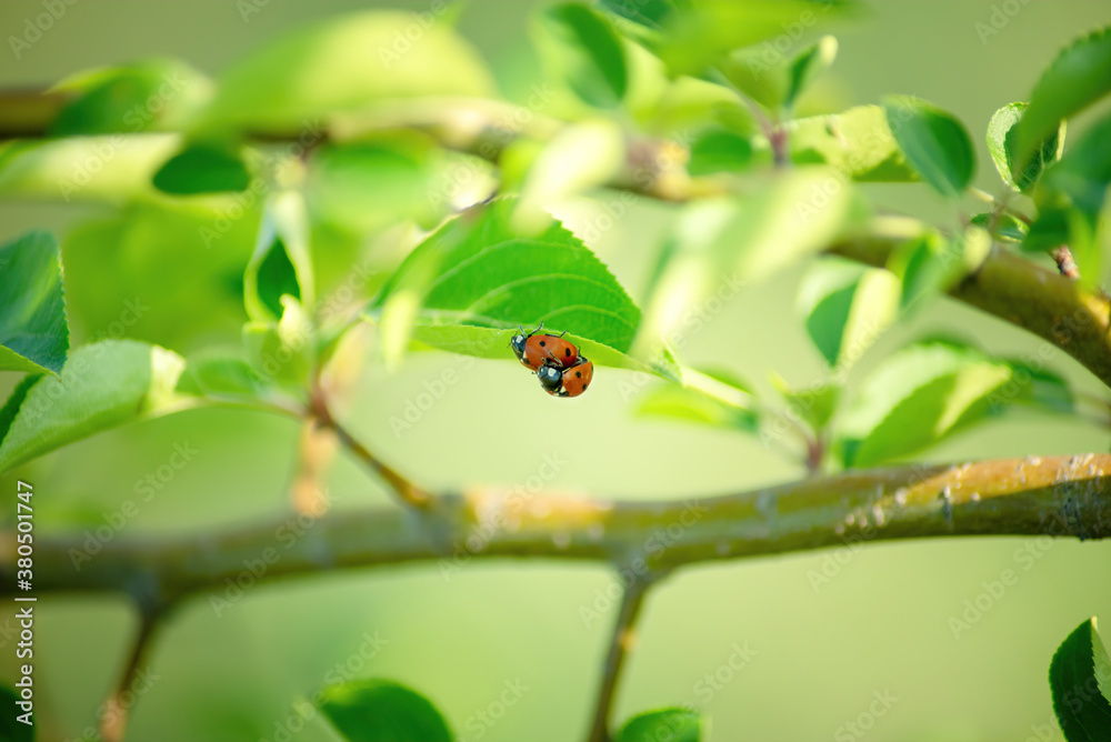 two ladybugs on a green leaf in Sunny summer close - up two ladybugs on a green leaf in Sunny summer close - up