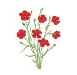 Red carnation meadow flower vector illustration