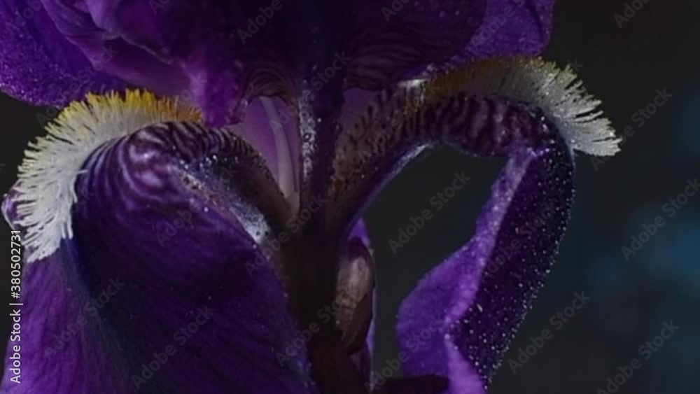 primer plano de gota de agua que cae por el medio de la flor violeta lirio con fina lluvia en cámara lenta 