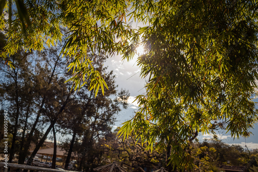 Obraz premium Blue sky between trees (Céu entre as arvores)