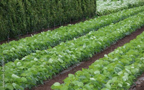 Rows of green leafy vegetables growing in small Japanese field