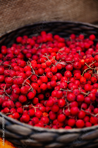 Rowanberry in a basket closeup