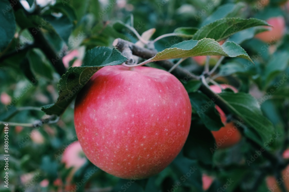 Fresh apples in an apple orchard field during the Autumn and Fall season Fresh apples in an apple orchard field during the Autumn and Fall season