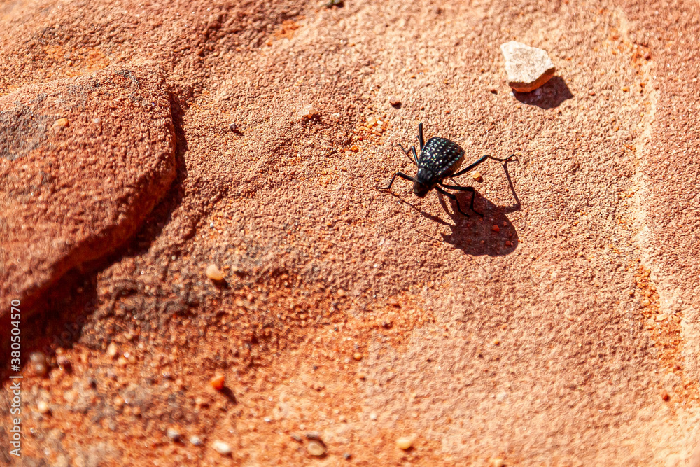 Macro image of a Adesmia cancellata (pitted darkling beetle) walking past a small sandstone on the desert sands of Wadi Rum, Jordan. Macro image of a Adesmia cancellata (pitted darkling beetle) walking past a small sandstone on the desert sands of Wadi Rum, Jordan.