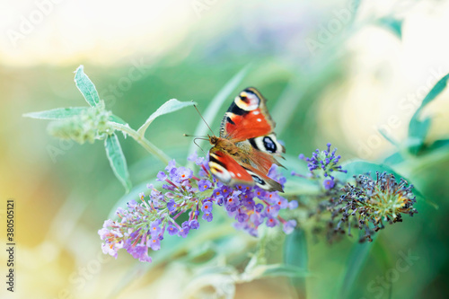 Butterfly perching on purle buddleia flower and sunshine photo