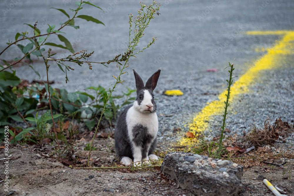 Obraz premium one cute rabbit with mixed grey and white fur sitting on the dirt ground near a construction side in front of some green bushes