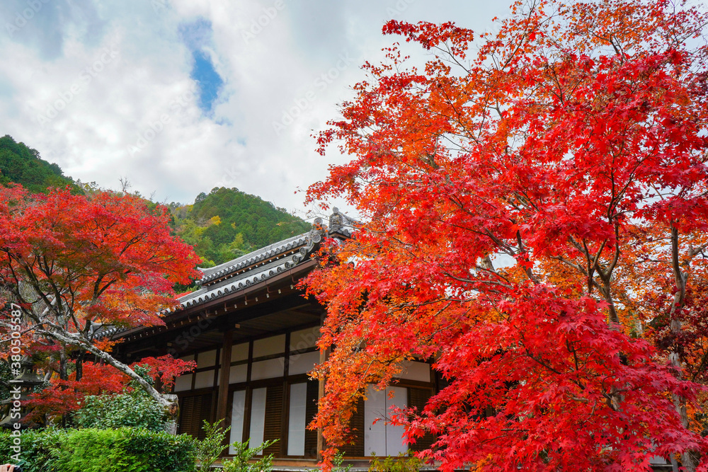 秋の景色を彩る紅葉