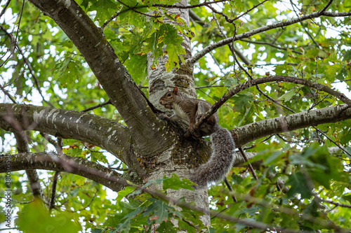 one cute brown squirrel climbing  up on the branches covered under dense leaves with a big nut holding in its mouth