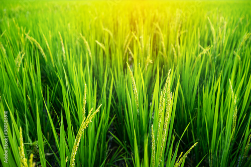 Yellow green rice field on the farm in the morning.