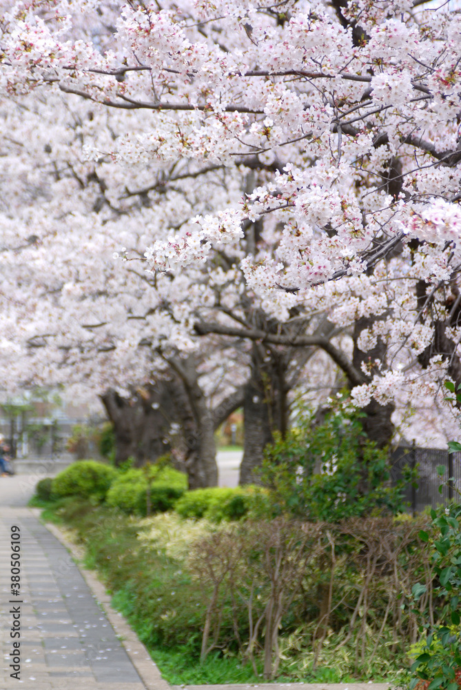 柏尾川沿いの満開の桜（横浜市戸塚区矢部町）