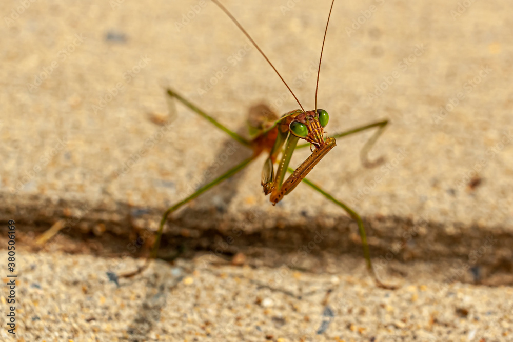 Close up isolated view of an adult male Tenodera sinensis sinensis (Chinese Mantis) on concrete ground. The bug is cleaning the spikes on the claws after a hunt by licking it to prevent fungal growth.