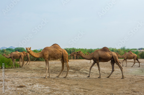 Camels © Naushad